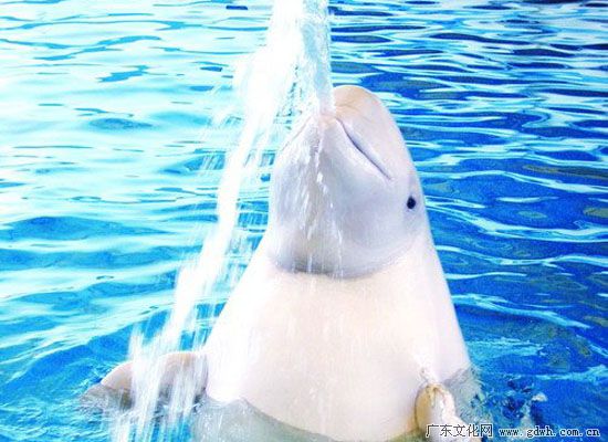 广州动物园、海洋馆一天游